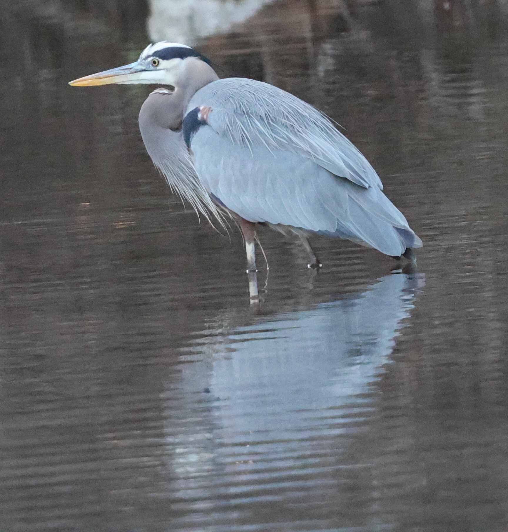 Great Blue Heron in Austin, TX - Slide 4