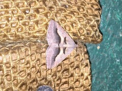 Digrammia subminiata