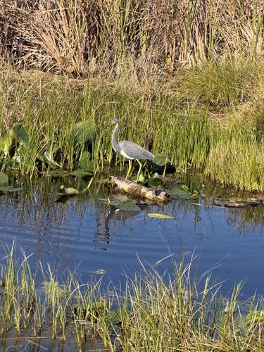 Tricolored Heron (Egretta tricolor), photo 4