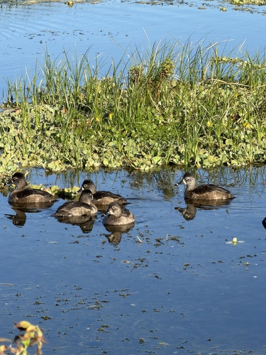 Ring-necked Duck (Aythya collaris), photo 5