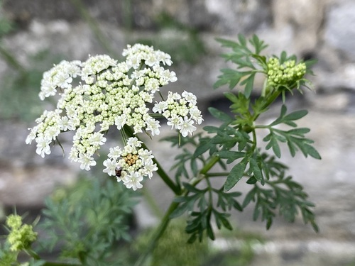 Fool's Parsley (Aethusa cynapium)