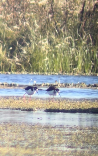 Black-necked Stilt (Himantopus mexicanus), photo 4