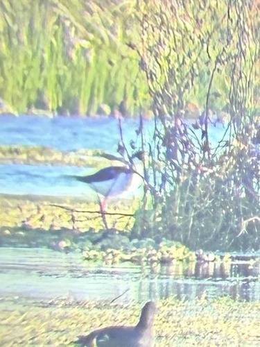 Black-necked Stilt (Himantopus mexicanus), photo 5