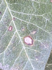Xanthomonas campestris hederae