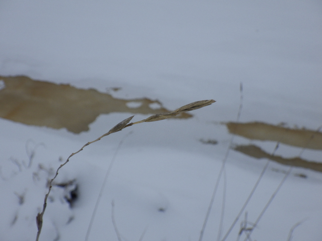 Imagem de Elymus repens