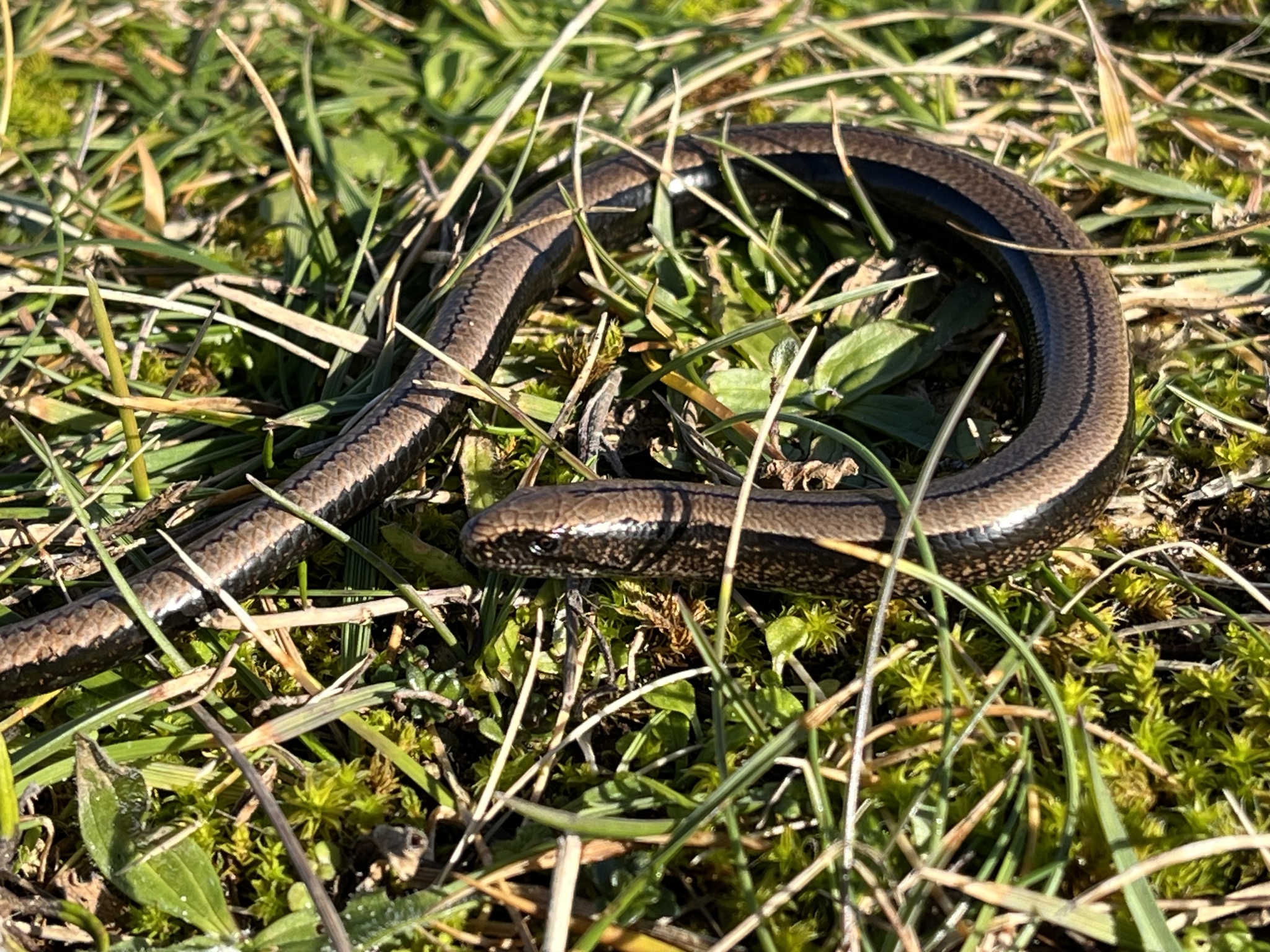 Anguis fragilis Linnaeus, 1758