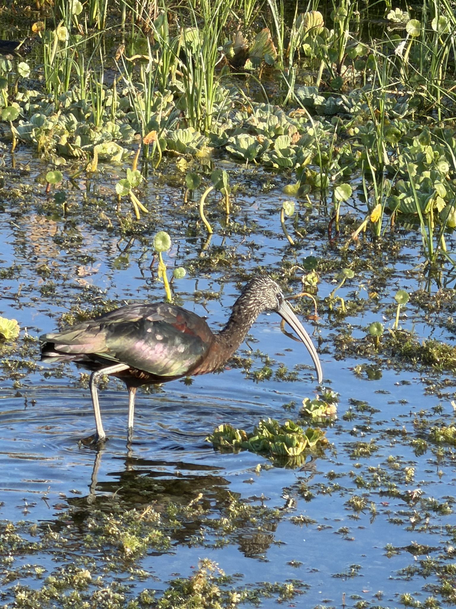 Glossy Ibis (Plegadis falcinellus), photo 2