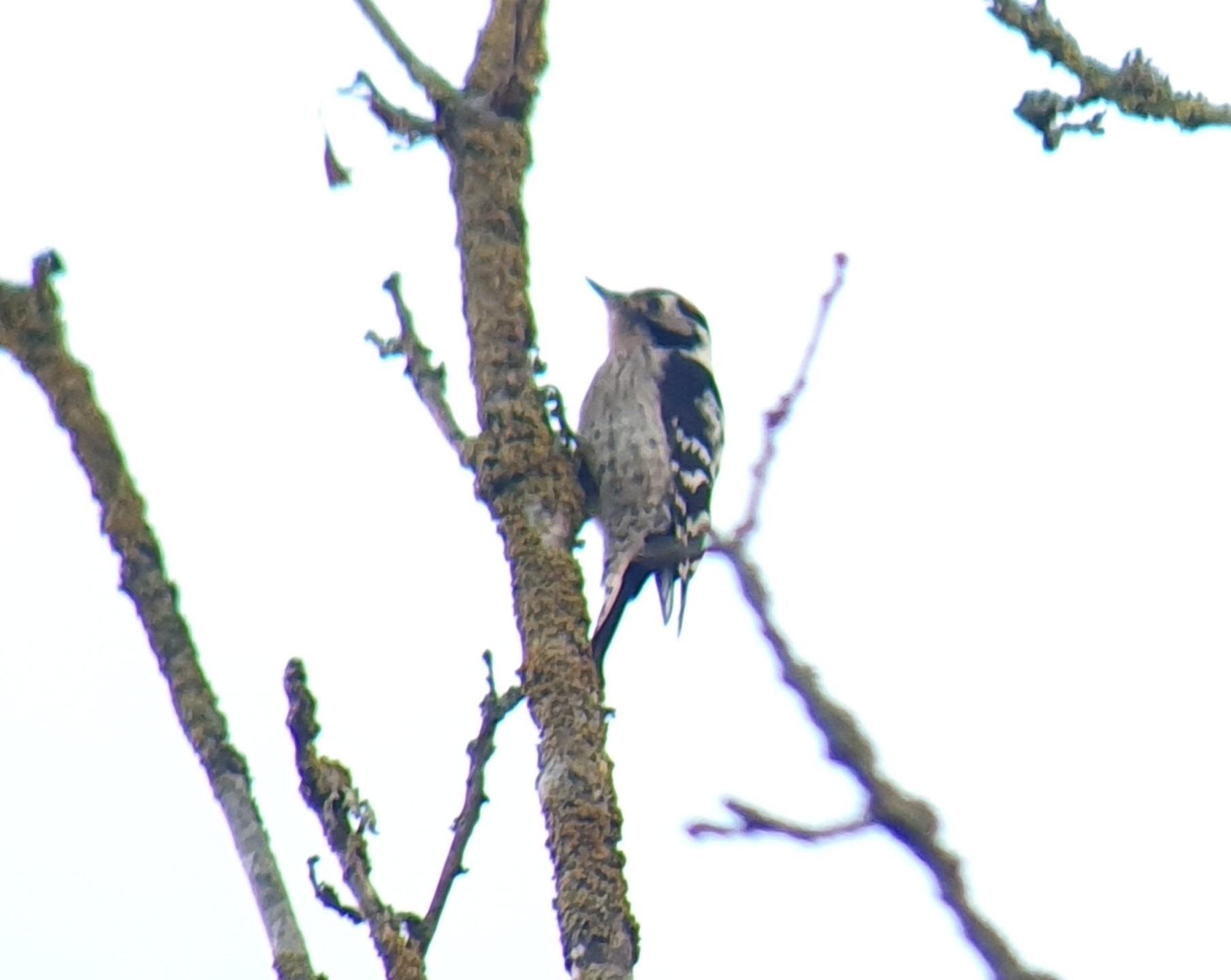 Lesser Spotted Woodpecker (Dryobates minor), photo 5