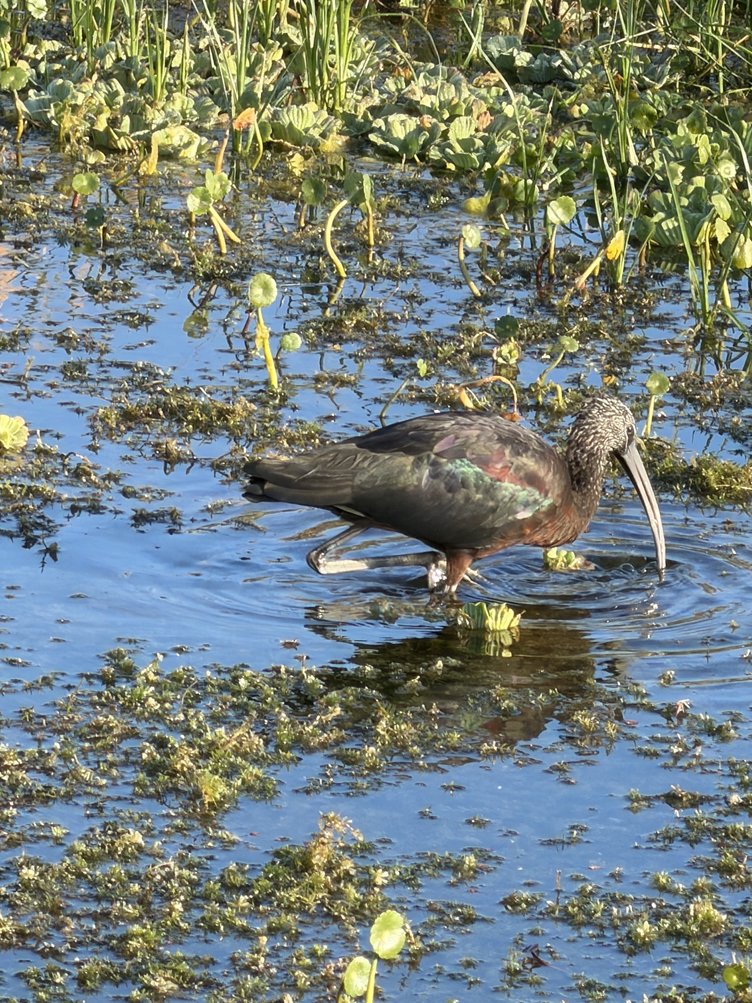 Glossy Ibis (Plegadis falcinellus), photo 3