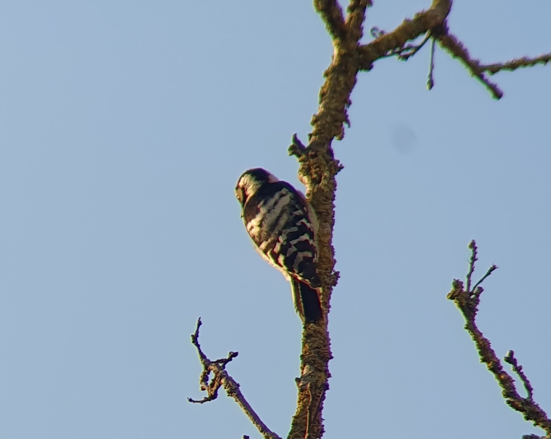Lesser Spotted Woodpecker (Dryobates minor), photo 6