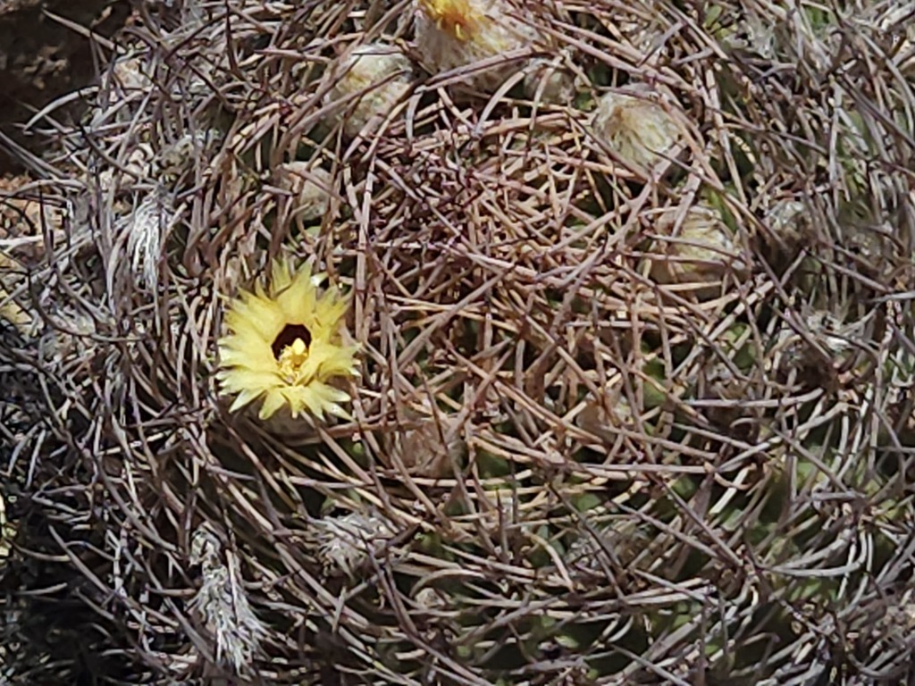 Eriosyce bulbocalyx