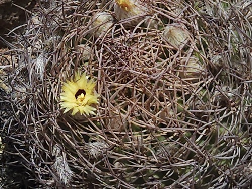Eriosyce bulbocalyx