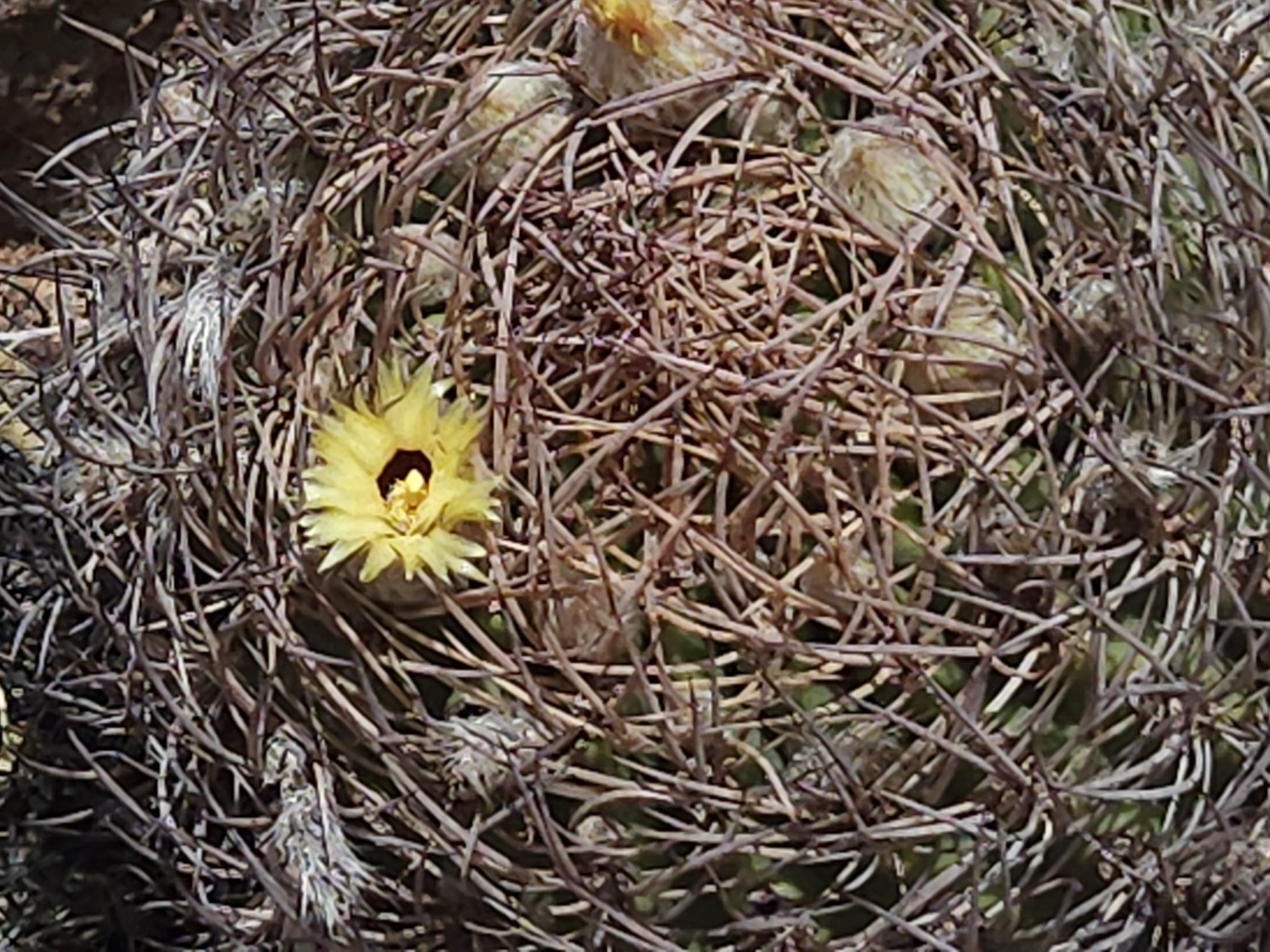 Eriosyce bulbocalyx