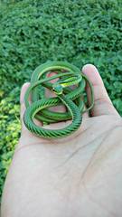 Leptophis mexicanus