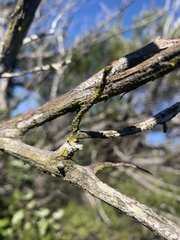 Chrysothrix granulosa