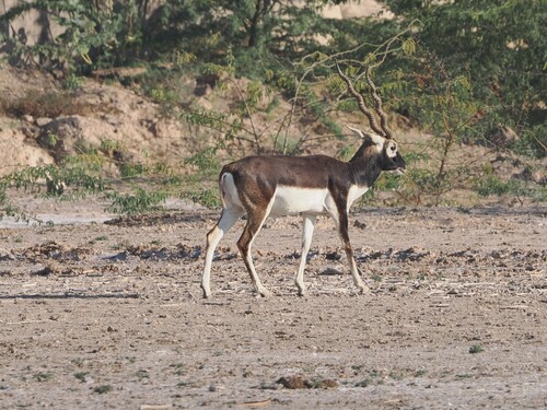 Blackbuck