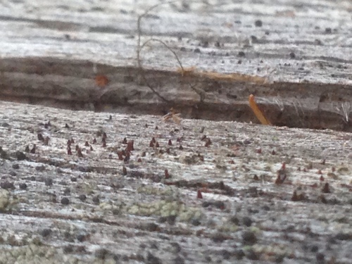 Representative image of Dacryonaema