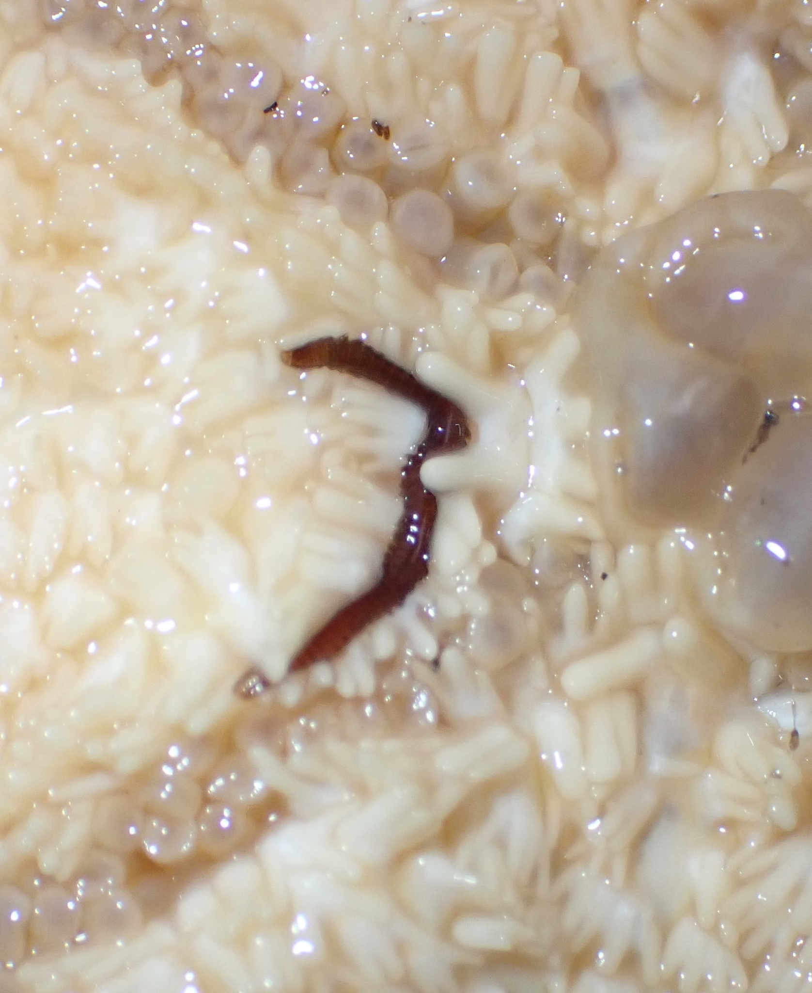Oxydromus pugettensis (Johnson, 1901)