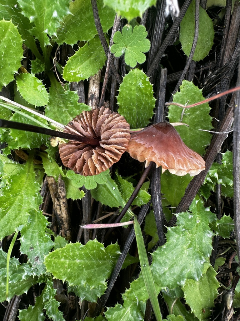 Marasmius plicatulus · January 2026 · photo: © katrinamccollough (iNaturalist, cc0)