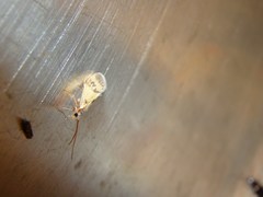 Pycnocentrodes aeris