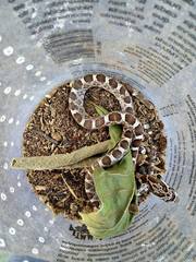 Pantherophis emoryi