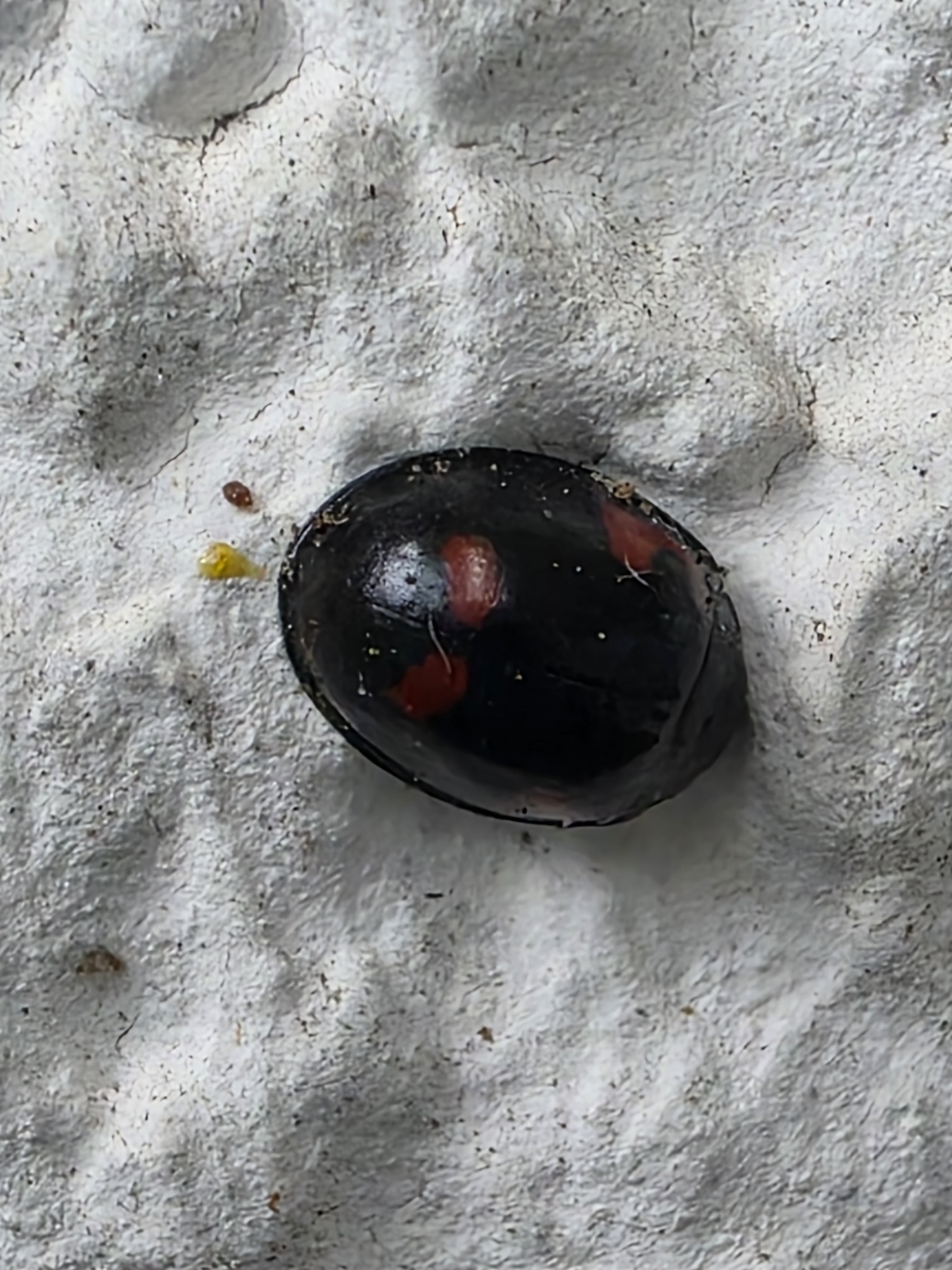 Exochomus quadripustulatus