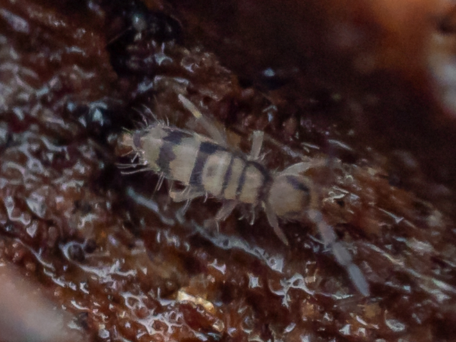 Entomobrya corticalis (H.Nicolet, 1842)