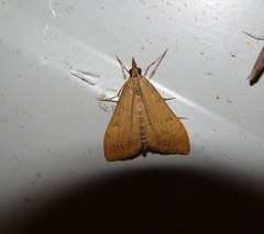 Uresiphita maorialis