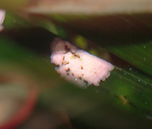 Surfgrass encrusting alga (Melobesia mediocris)