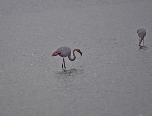Greater Flamingo (Phoenicopterus roseus), photo 7