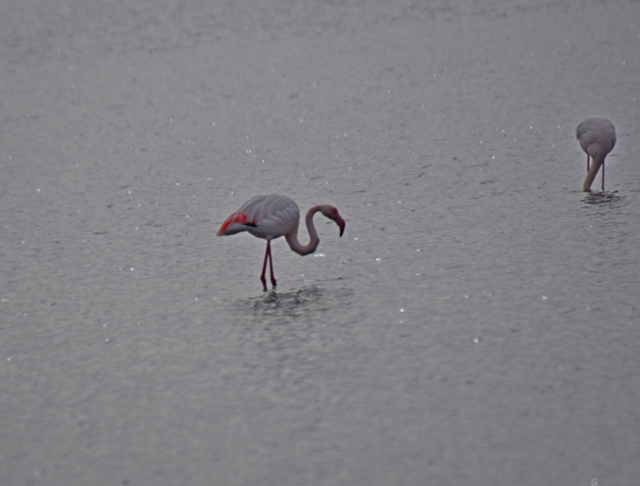 Greater Flamingo (Phoenicopterus roseus), photo 7