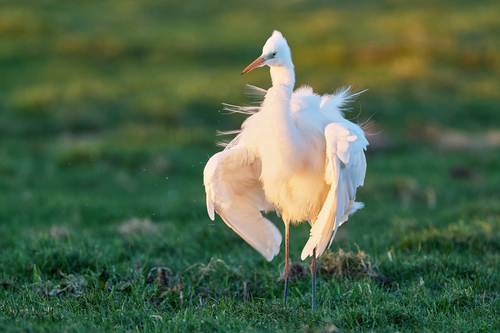 Great Egret, Schiedam, Nederland, photo 5 of 10