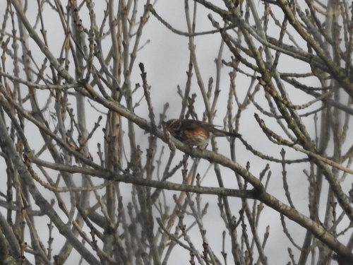 Redwing (Turdus iliacus), photo 5