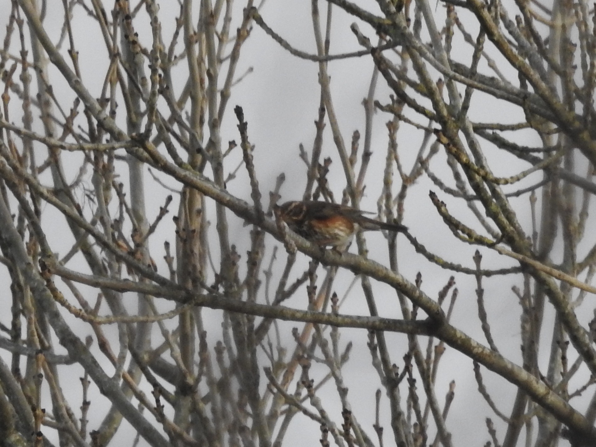 Redwing (Turdus iliacus), photo 5