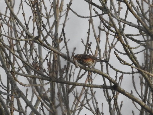Redwing (Turdus iliacus), photo 6