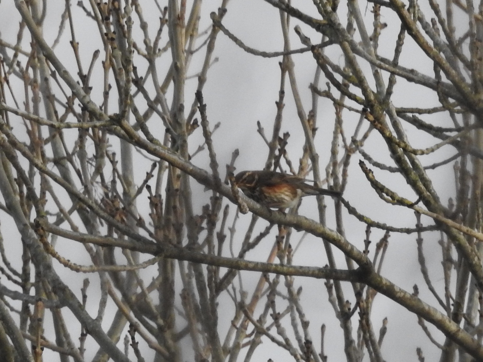 Redwing (Turdus iliacus), photo 6