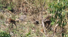 Rusa timorensis