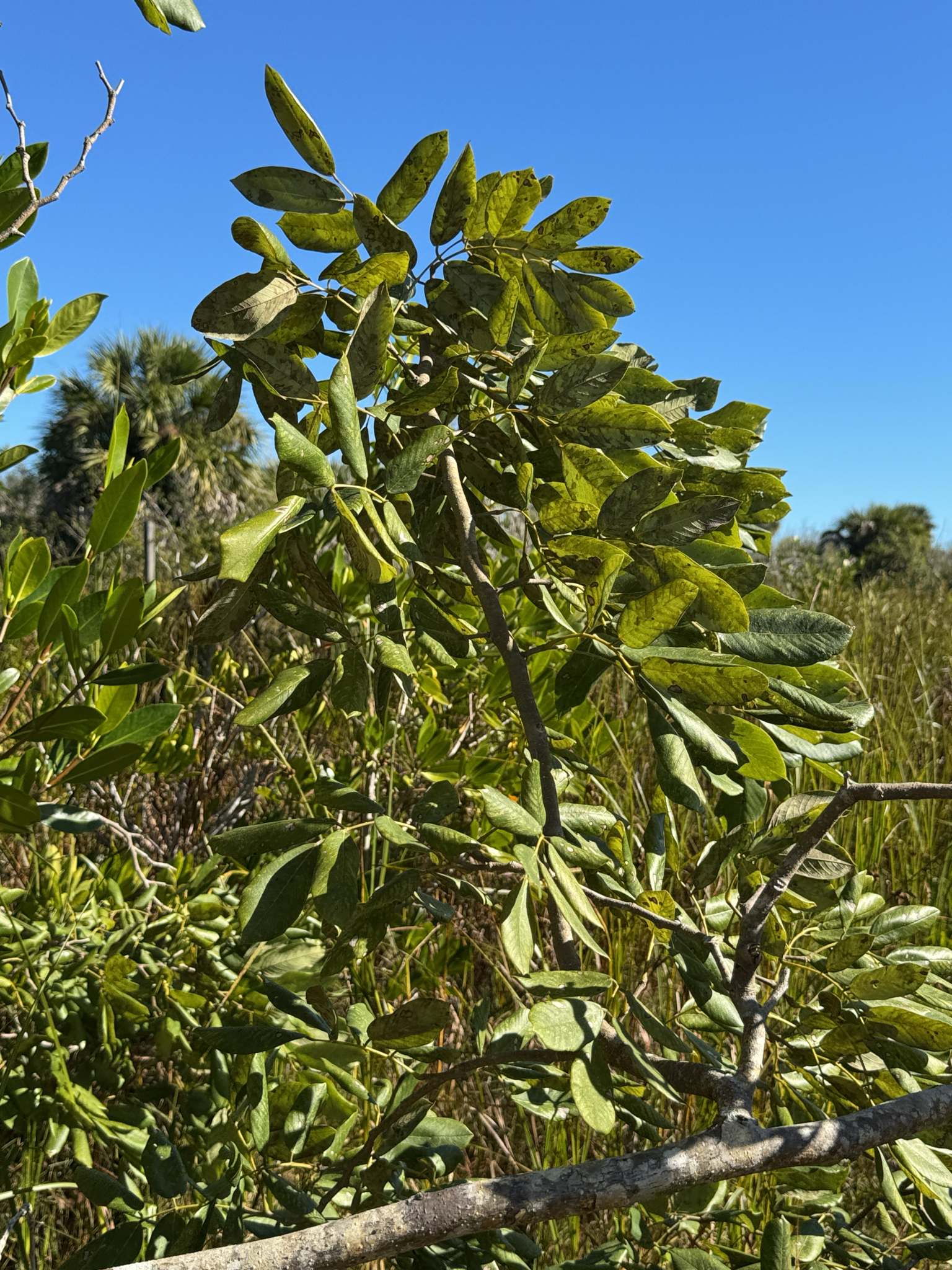Foto de Piscidia piscipula (L.) Sarg.