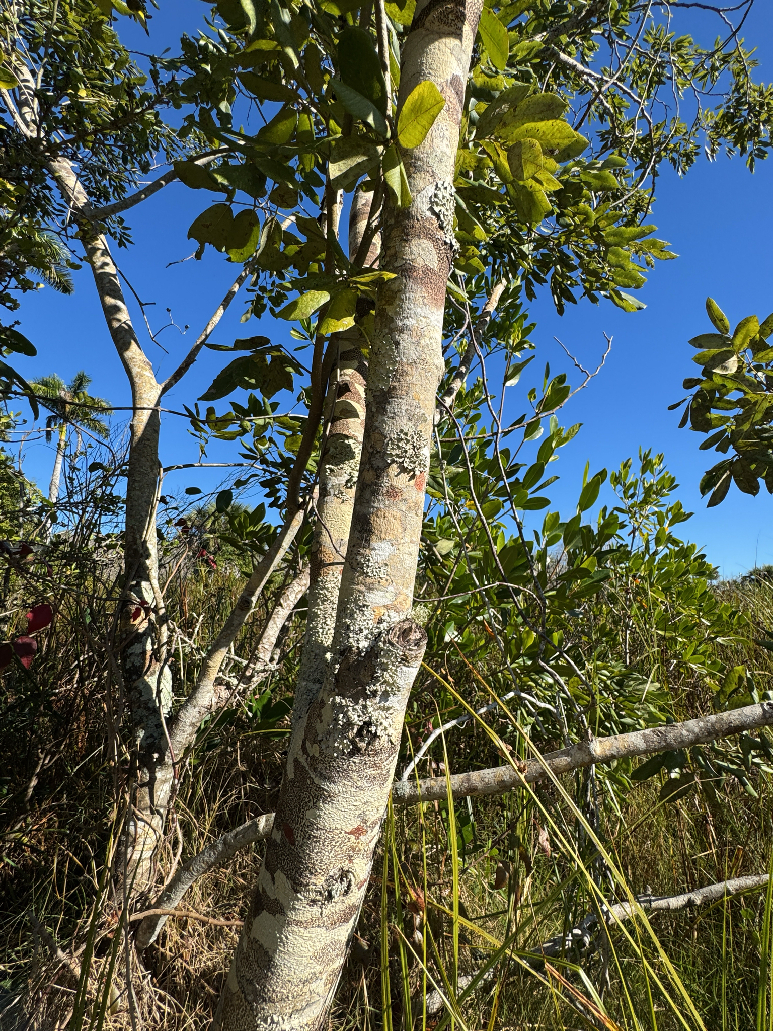 Foto de Piscidia piscipula (L.) Sarg.
