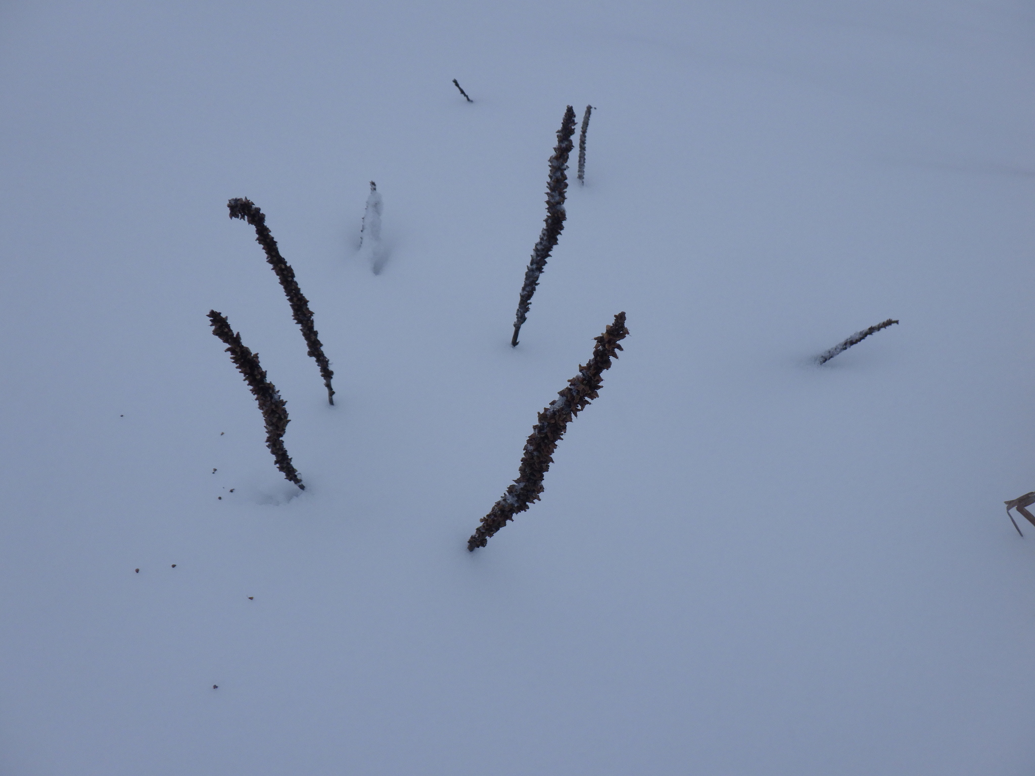Common plantain