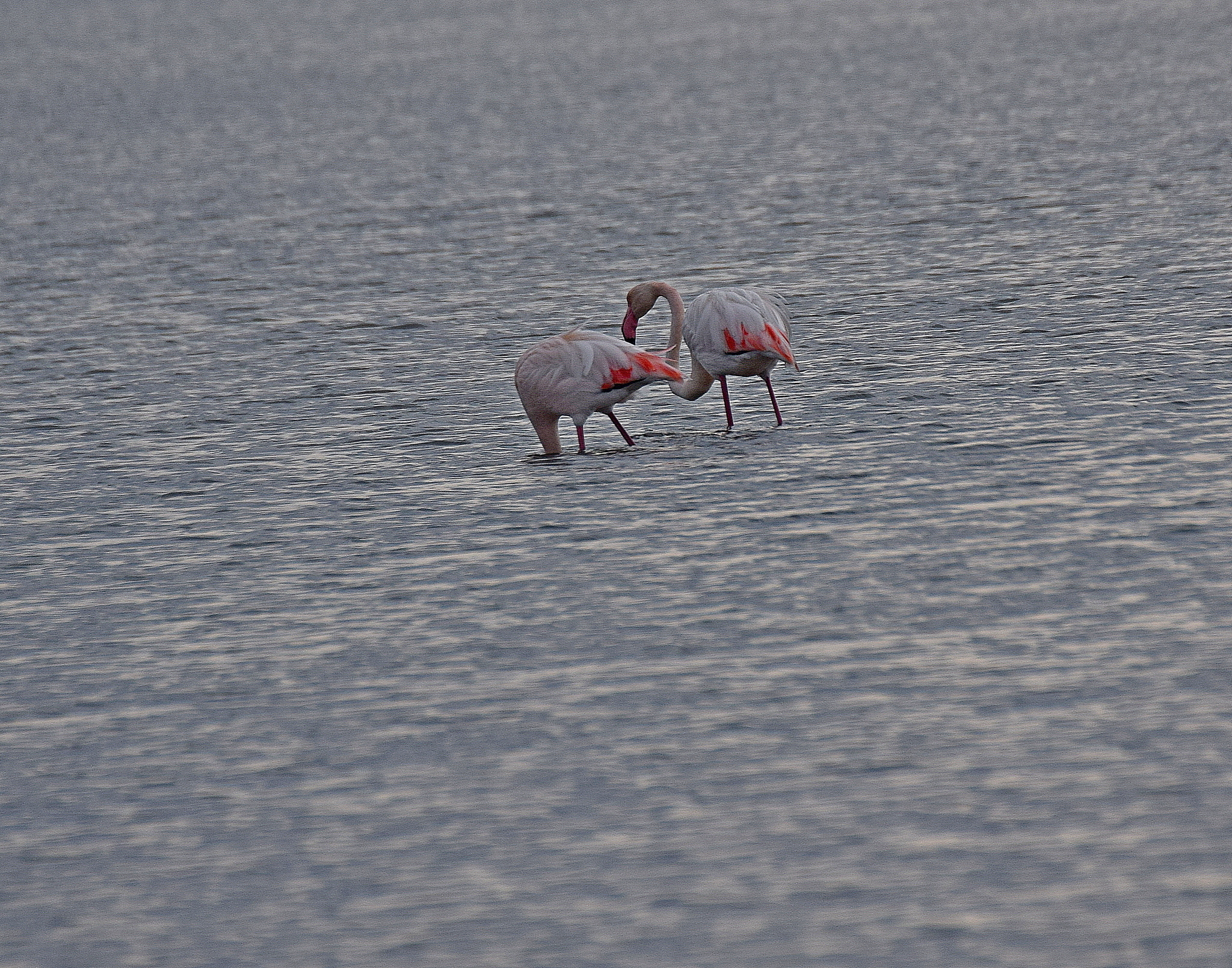 Greater Flamingo (Phoenicopterus roseus), photo 1
