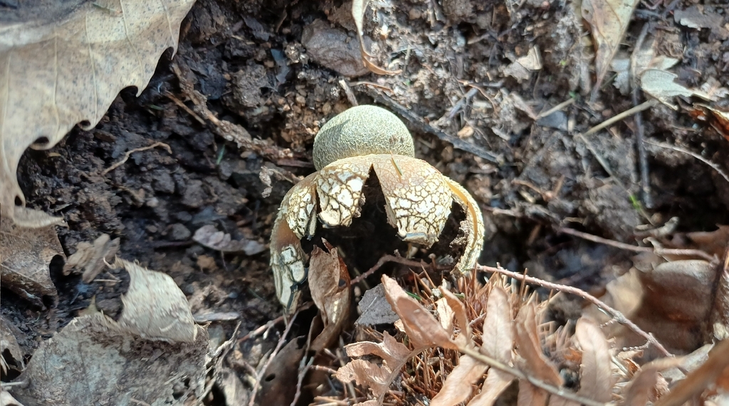 Astraeus hygrometricus · January 2026 · photo: © giacomonavari (iNaturalist, cc-by)