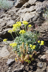 Eriogonum umbellatum modocense