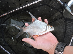 Sickle Fin Barb photo 1