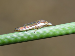 Phera lacerta