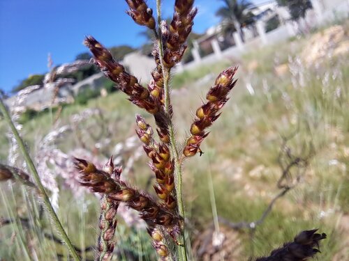 Red-Topped Signal Grass (Urochloa serrata)