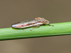 Phera lacerta