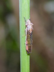 Phera lacerta