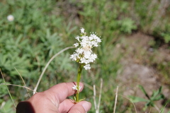 Valeriana californica