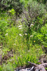 Valeriana californica
